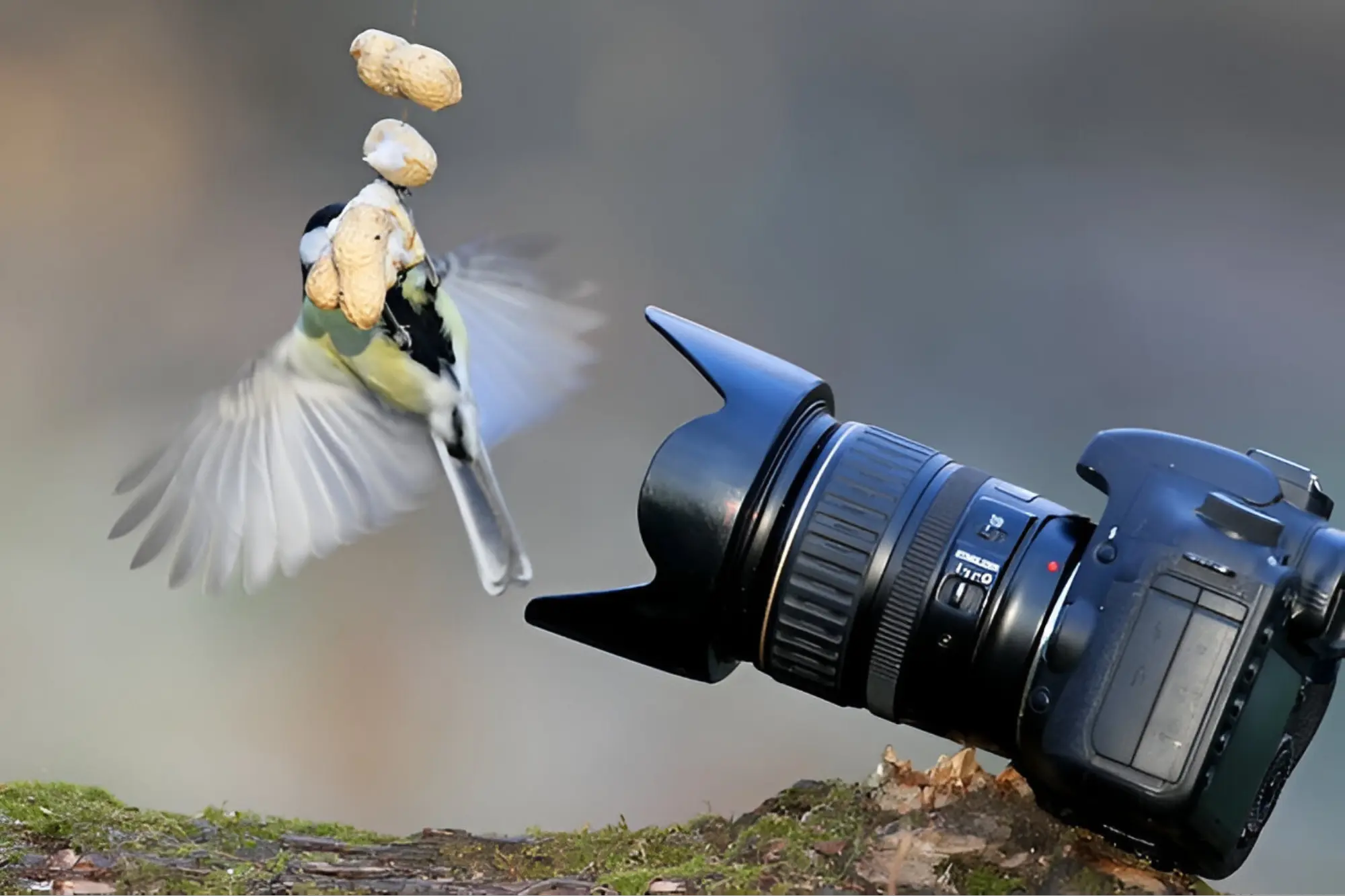 DSLR Camera Photography