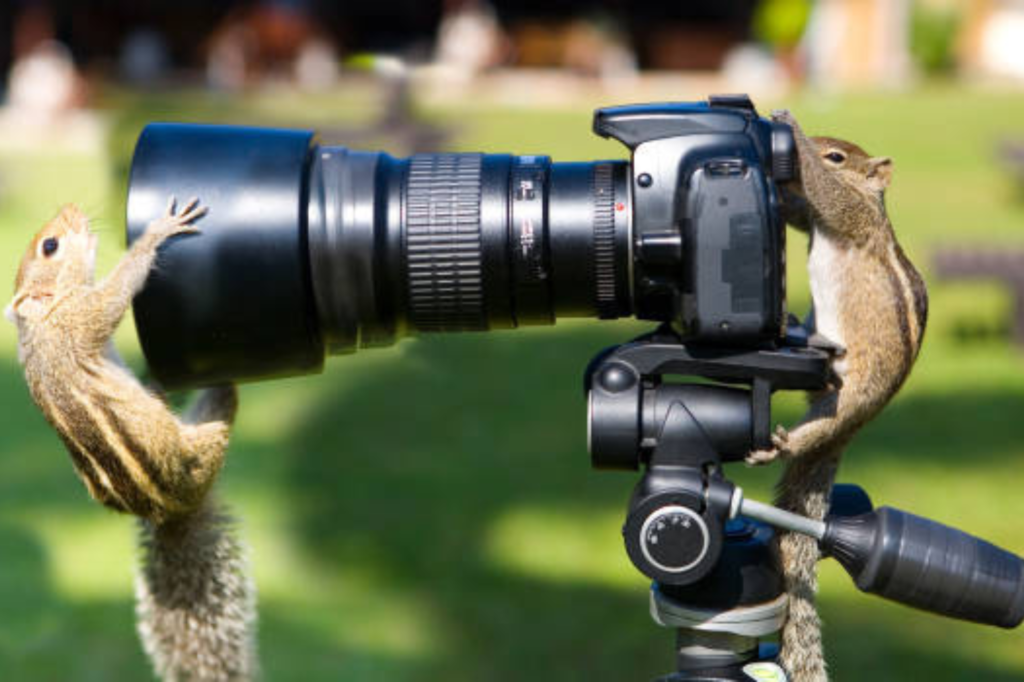 Camera For Wildlife Photography