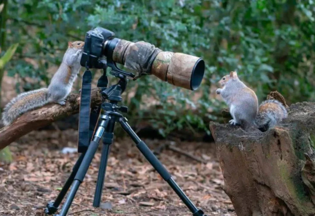 Best Camera for Wildlife Photography: Top Picks for 2025