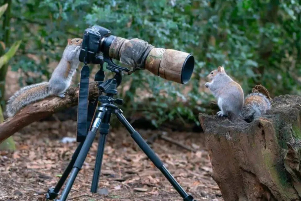 Best Camera for Wildlife Photography: Top Picks for 2025
