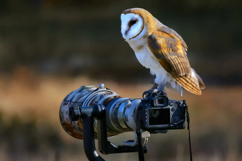 Finding Best Camera For Bird Photography
